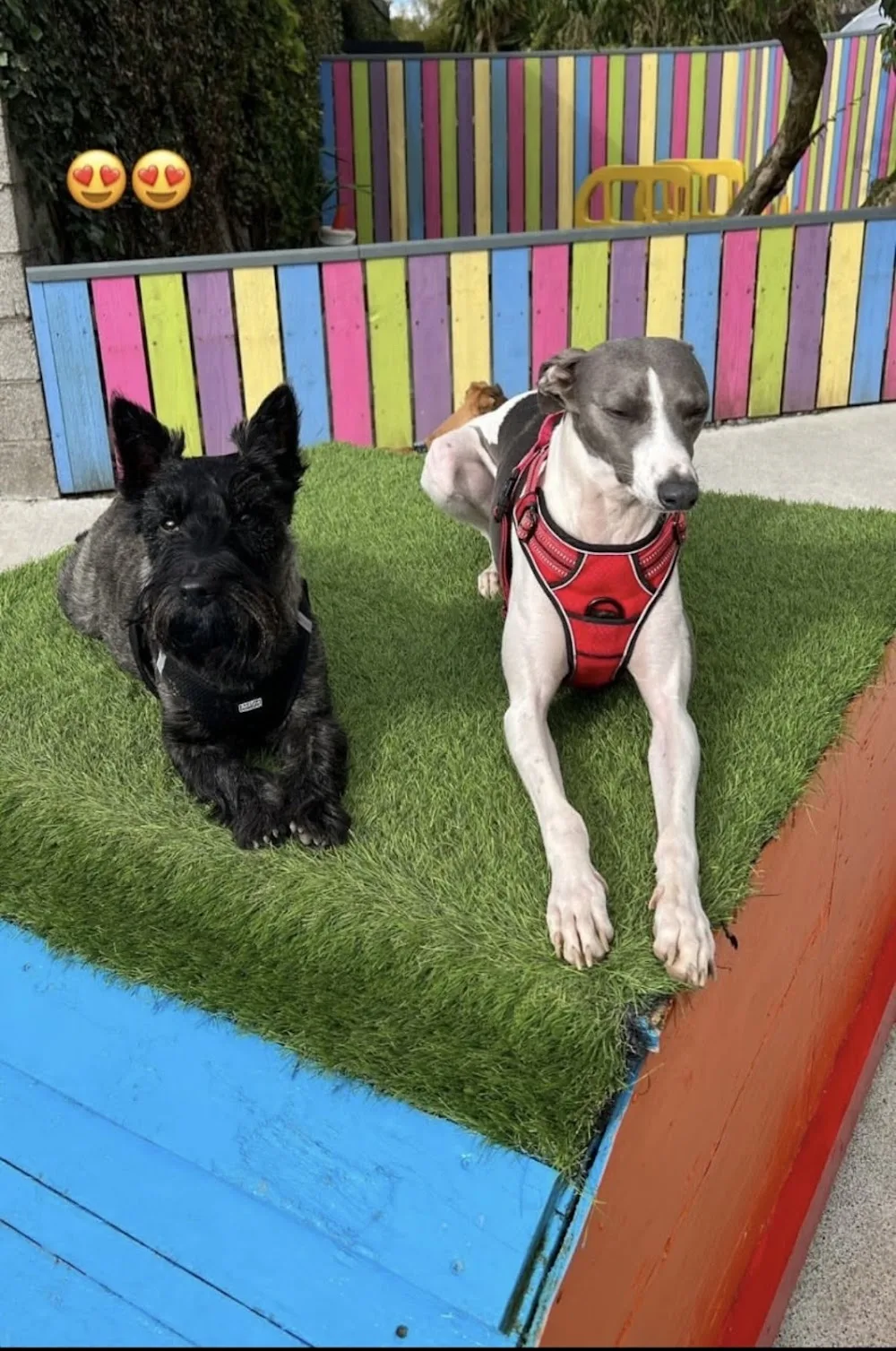 Madraí Shona - Kildare pet otel görseli 3