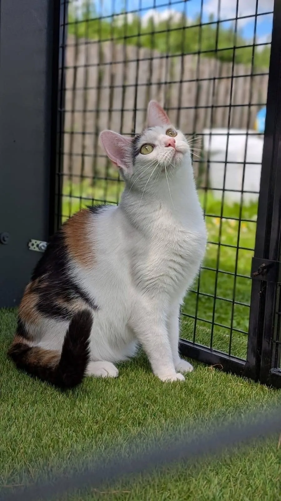 Mewtopia Cat Hotel - Kildare pet otel görseli 14
