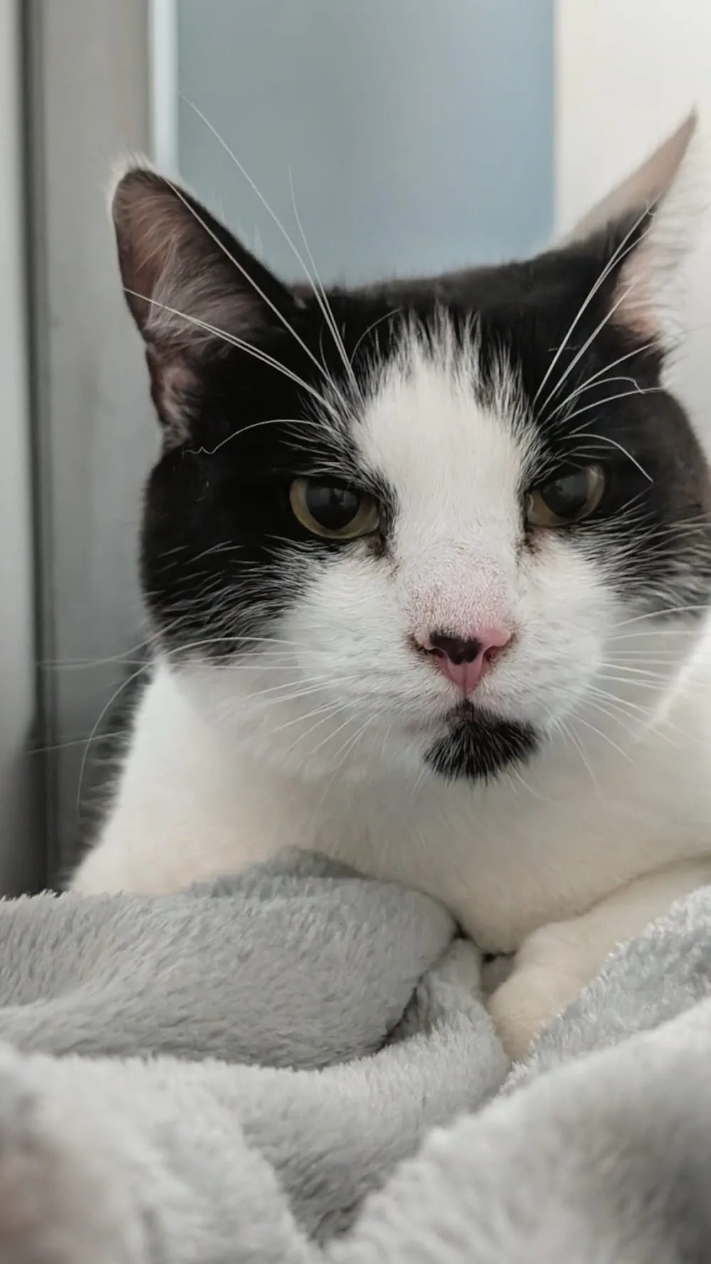 Mewtopia Cat Hotel - Kildare pet otel görseli 15