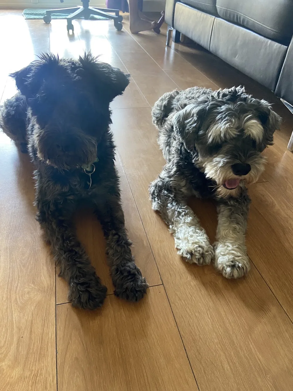 Pampered Pets - Kildare pet otel görseli 2