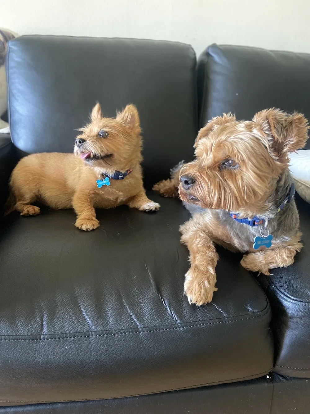 Pampered Pets - Kildare pet otel görseli 3