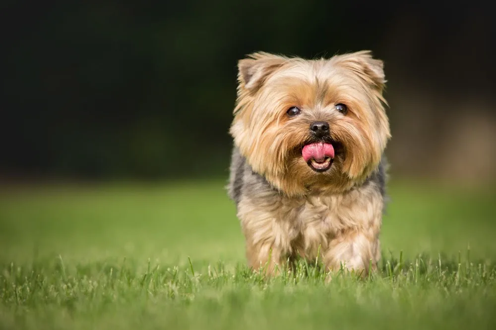 PARK YOUR PAWS BOARDING KENNELS - Kildare pet otel