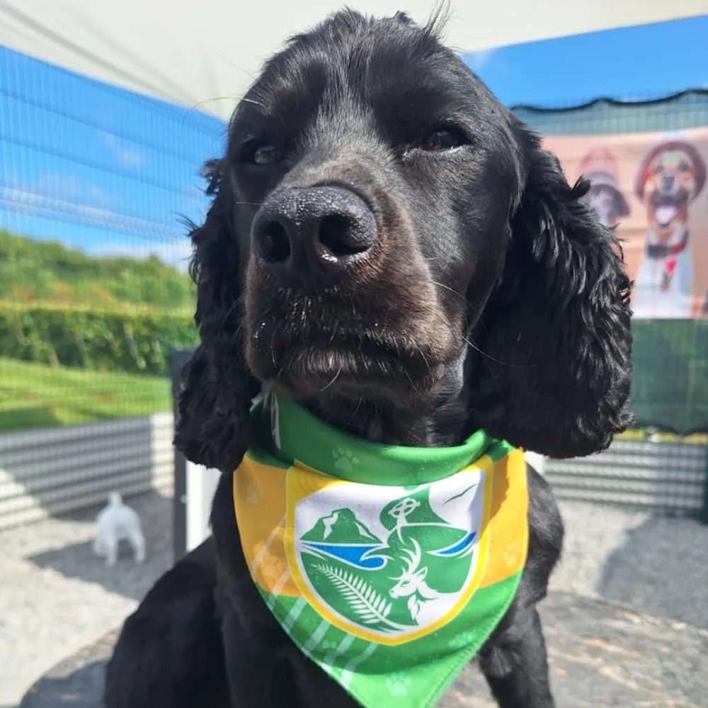 PARK YOUR PAWS BOARDING KENNELS - Kildare pet otel görseli 5