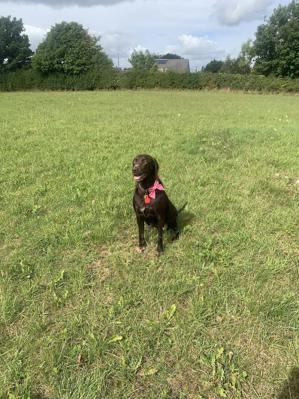 Skeldale Dog Boarding Kennels and Home Boarding in Rathangan. - Kildare pet otel görseli 6