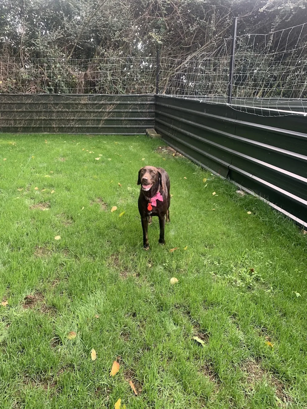 Skeldale Dog Boarding Kennels and Home Boarding in Rathangan. - Kildare pet otel görseli 7