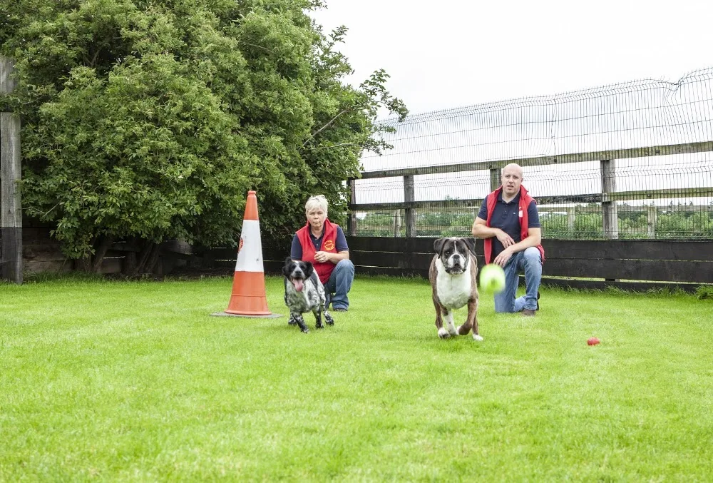 Top Dogs Canine Centre - Kildare pet otel görseli 3