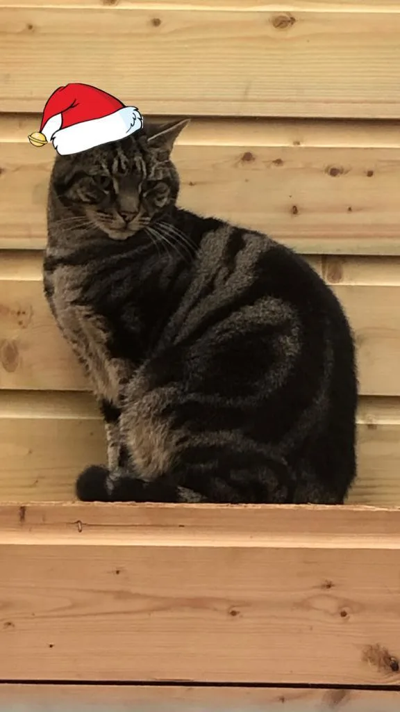 TopCats Cattery - Kildare pet otel görseli 3