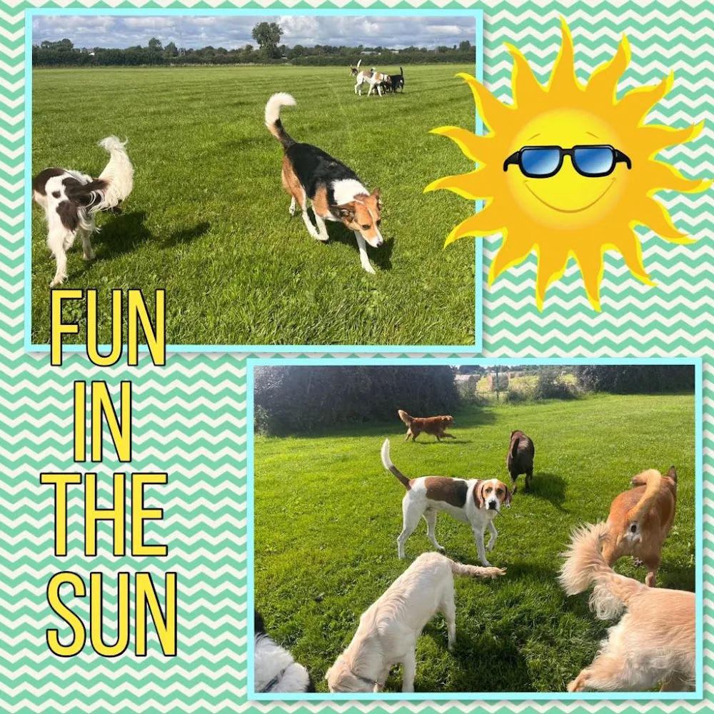 WOOFYS KENNELS/SNUGGLES CATTERY - Kildare pet otel görseli 3
