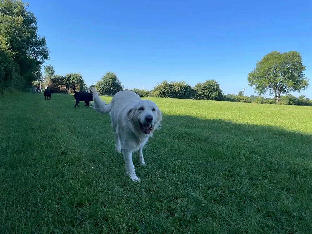WOOFYS KENNELS/SNUGGLES CATTERY - Kildare pet otel görseli 14