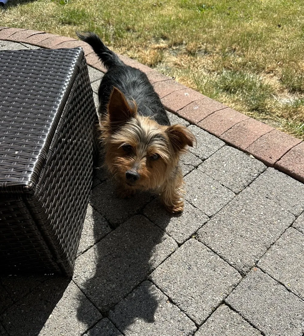 Abbeyleix Boarding Kennels - Kilkenny pet otel görseli 7