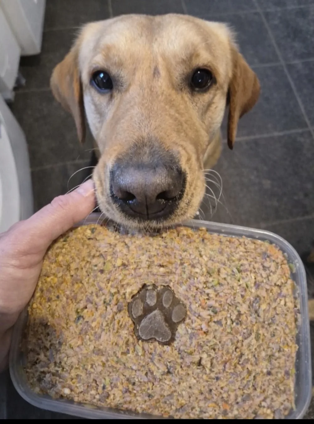 Apex doggie daycare and boarding kennel. - Kilkenny pet otel görseli 7