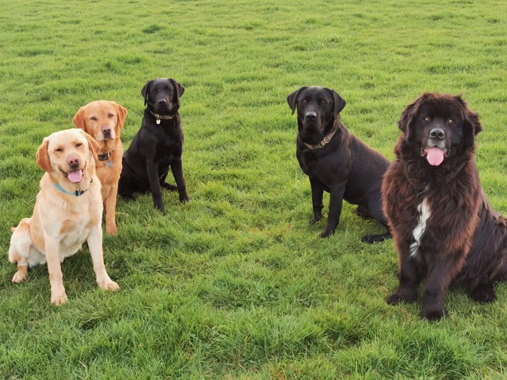 Coco's Kennels - Kilkenny pet otel görseli 3