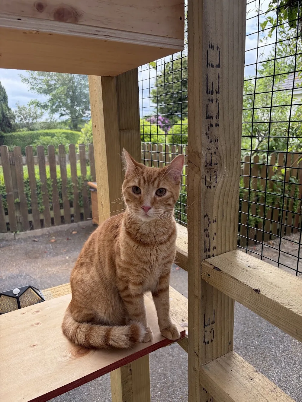 Dreams Cattery - Kilkenny pet otel görseli 6