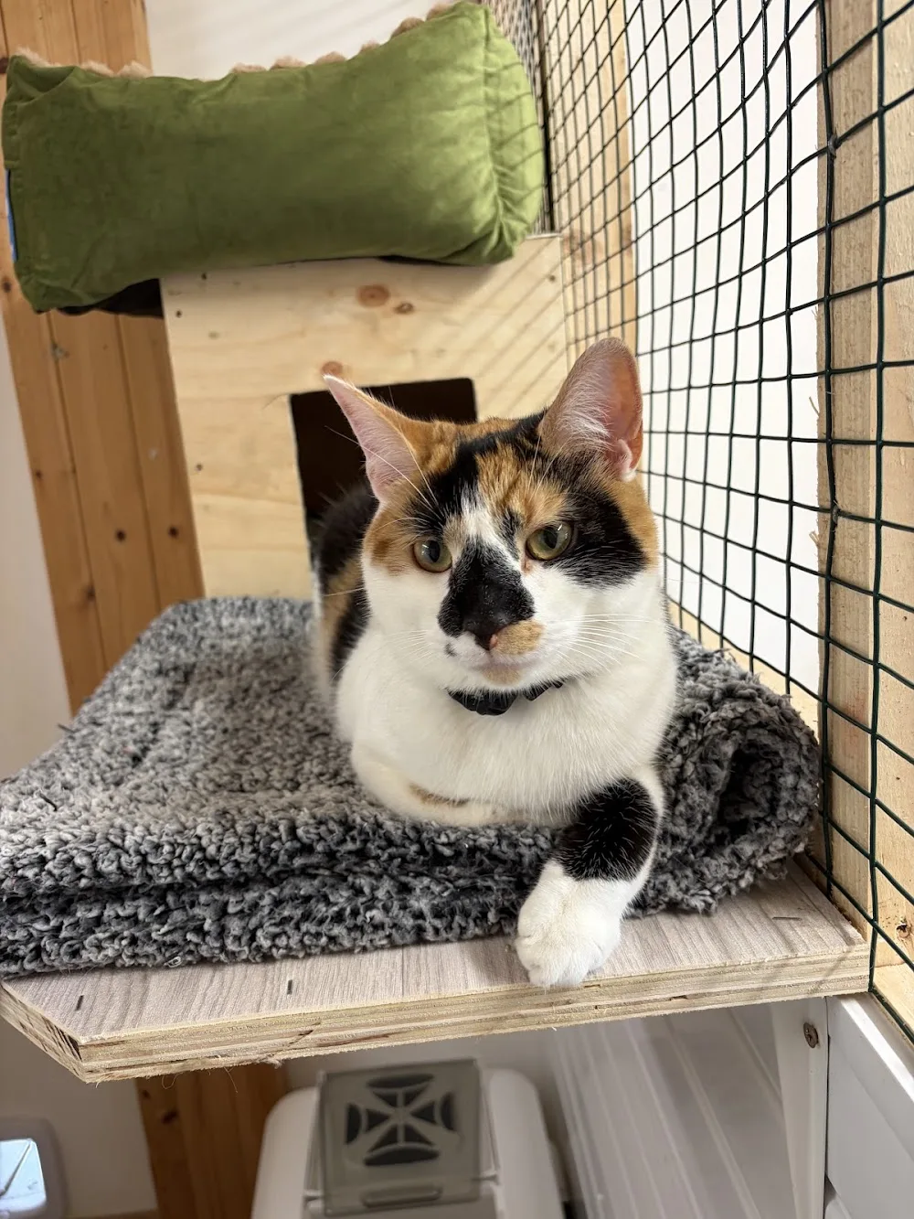 Dreams Cattery - Kilkenny pet otel görseli 11