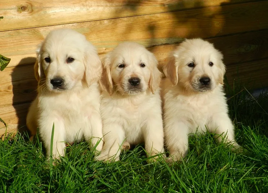 Jenkinstown Boarding Kennels - Kilkenny pet otel