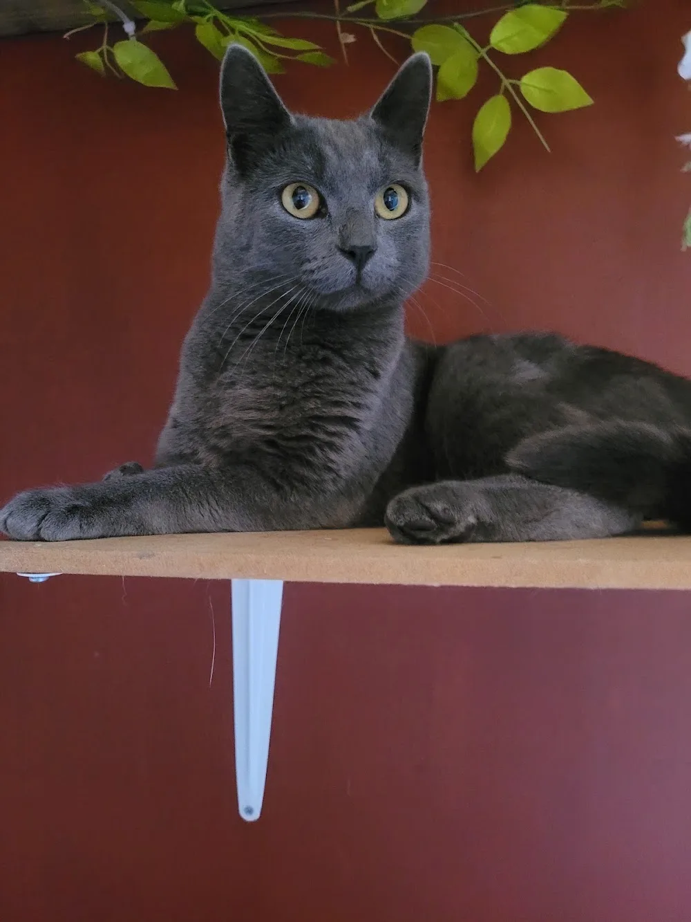 Kilkenny_Cattery - Kilkenny pet otel görseli 6