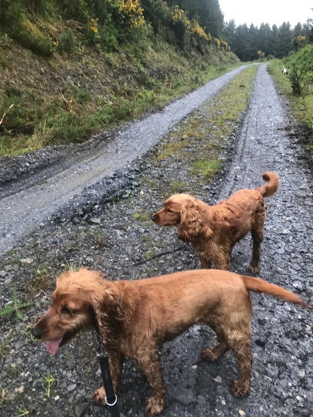 Oakland Boarding Kennels - Kilkenny pet otel