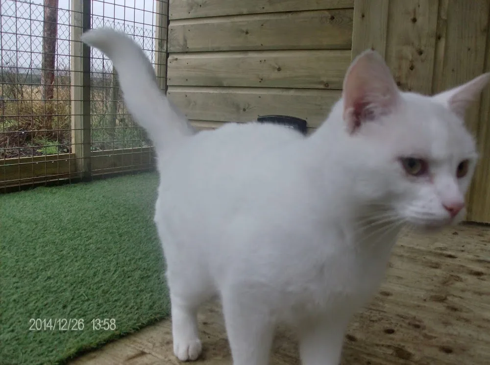 Stoneyford boarding Kennels and Cattery - Kilkenny pet otel görseli 2
