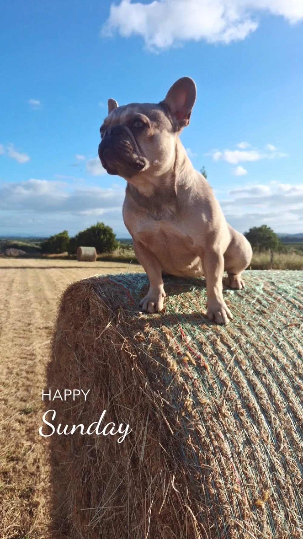 Waggingtails dog hotel kilkenny - Kilkenny pet otel görseli 3