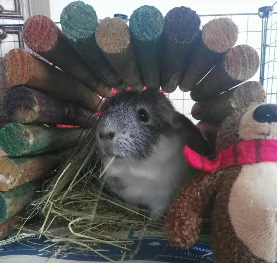 Brisbane Cavy Cave - Kingston pet otel görseli 2