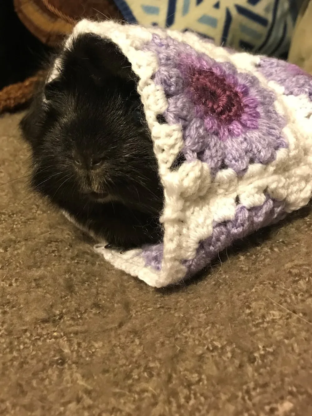 Brisbane Cavy Cave - Kingston pet otel görseli 3