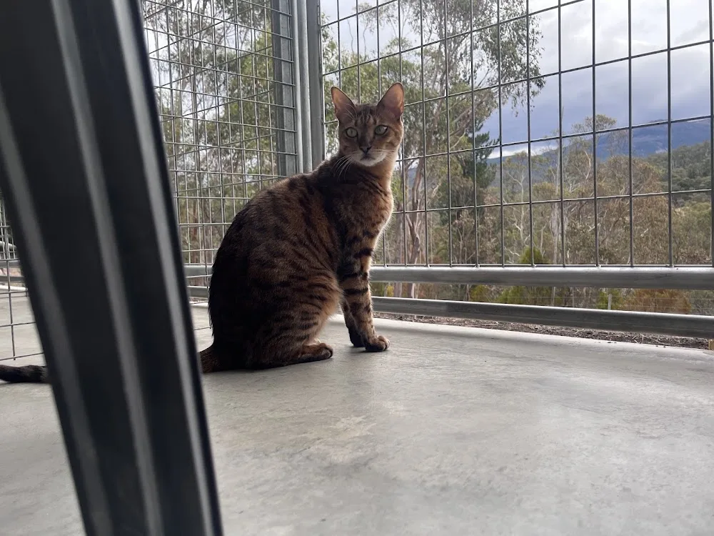 Cats on Summerleas - Kingston pet otel