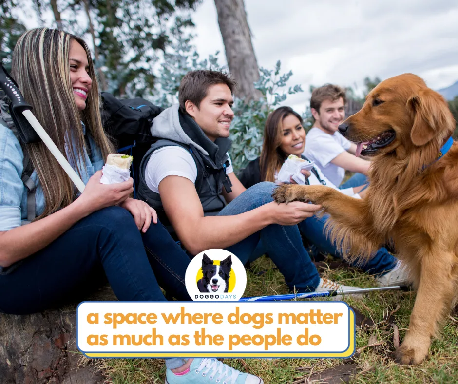 Doggo Days | Pet Sitters & Walkers Canberra - Kingston pet otel görseli 2