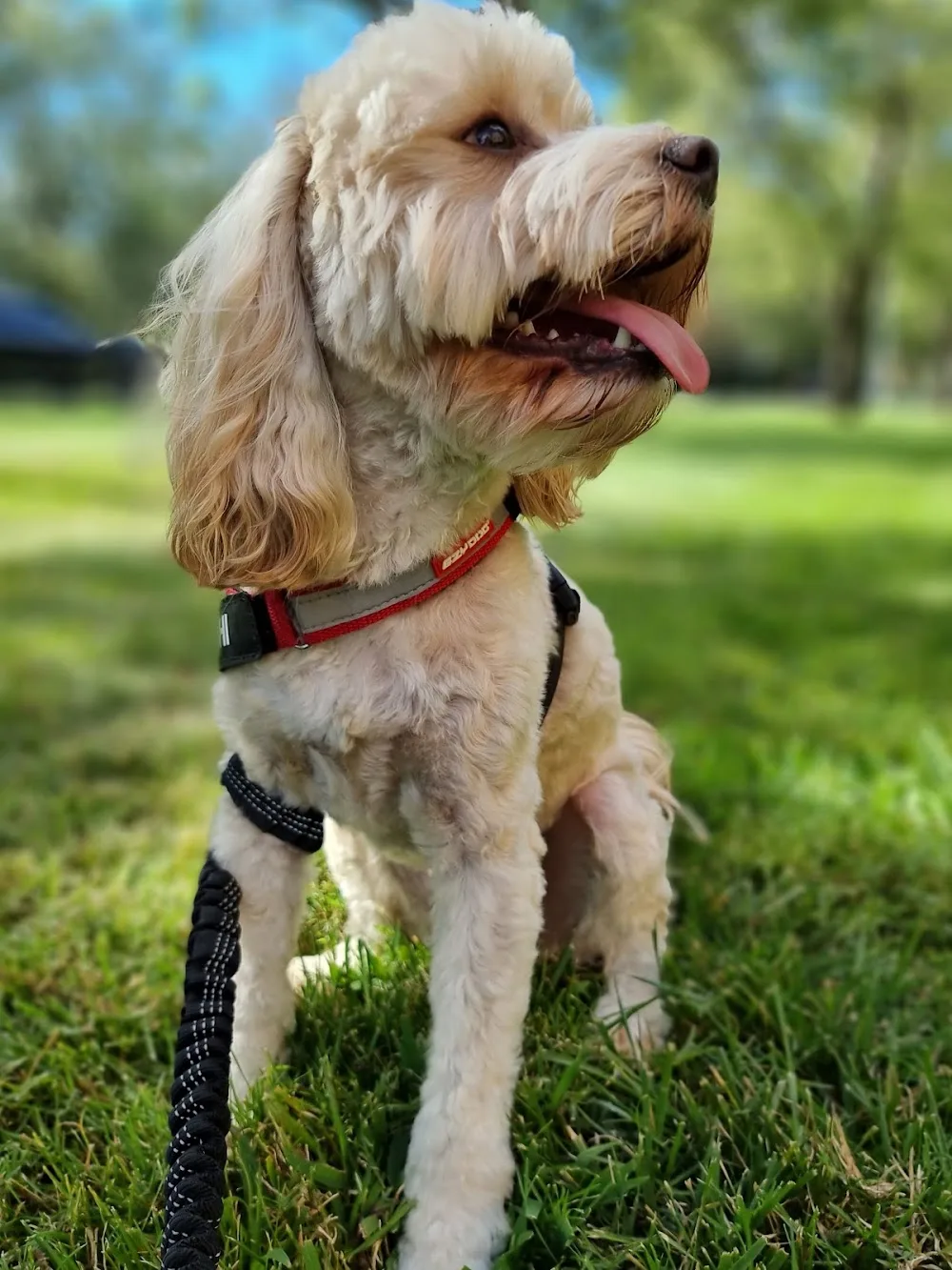 Doggos at TIffany's - Kingston pet otel görseli 2