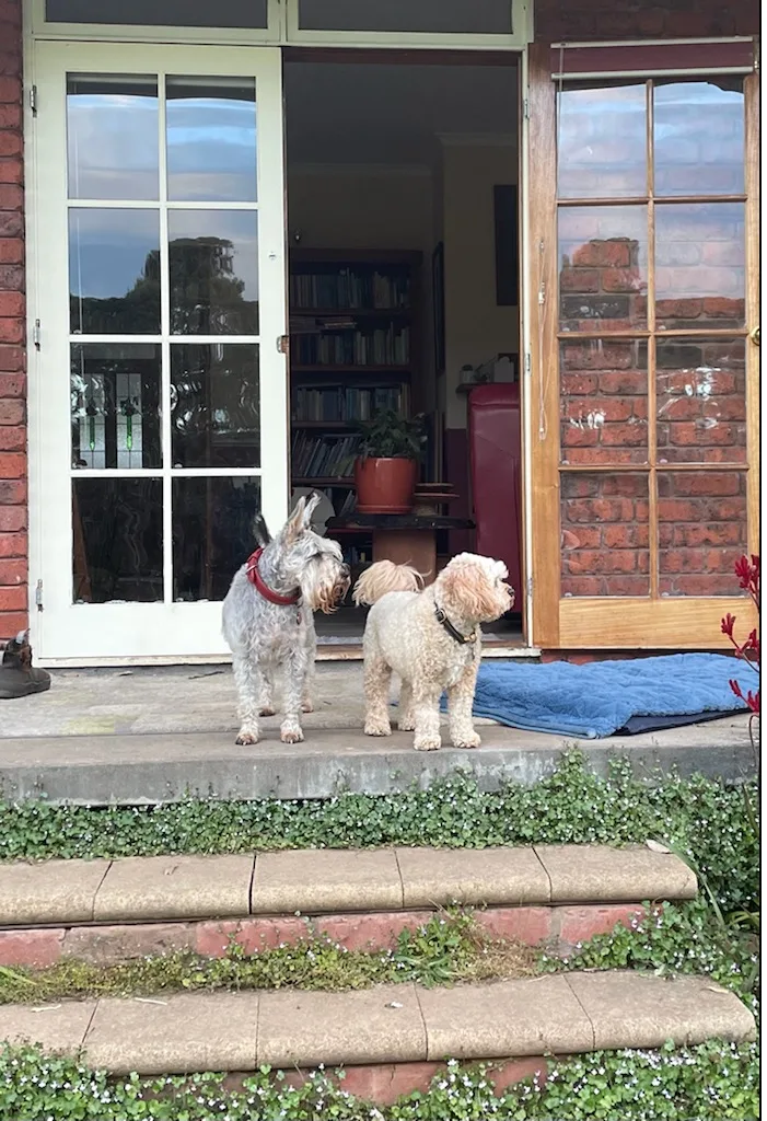 Dogs Holiday Havens - Kingston pet otel görseli 3