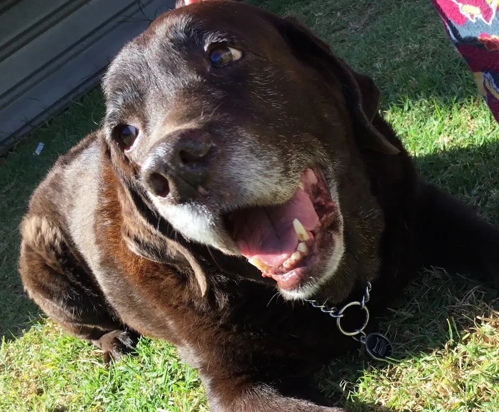 Happy Hounds Dog Walking and Pet Sitting - Kingston pet otel görseli 3