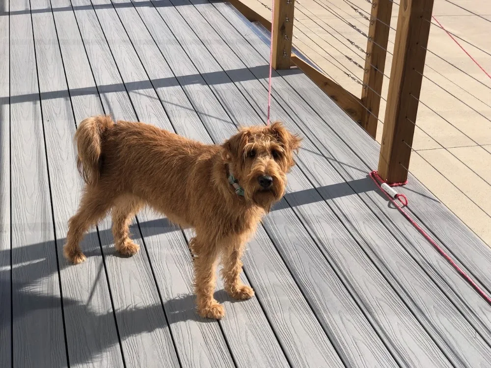 Ocean Grove Doghouse - Kingston pet otel görseli 2