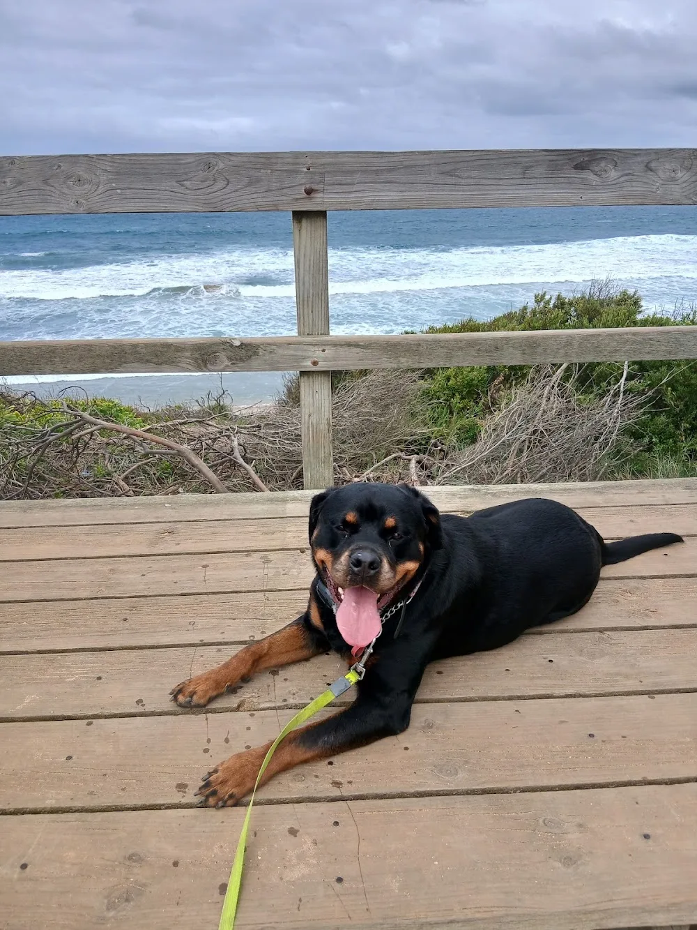 Ocean Grove Doghouse - Kingston pet otel görseli 3