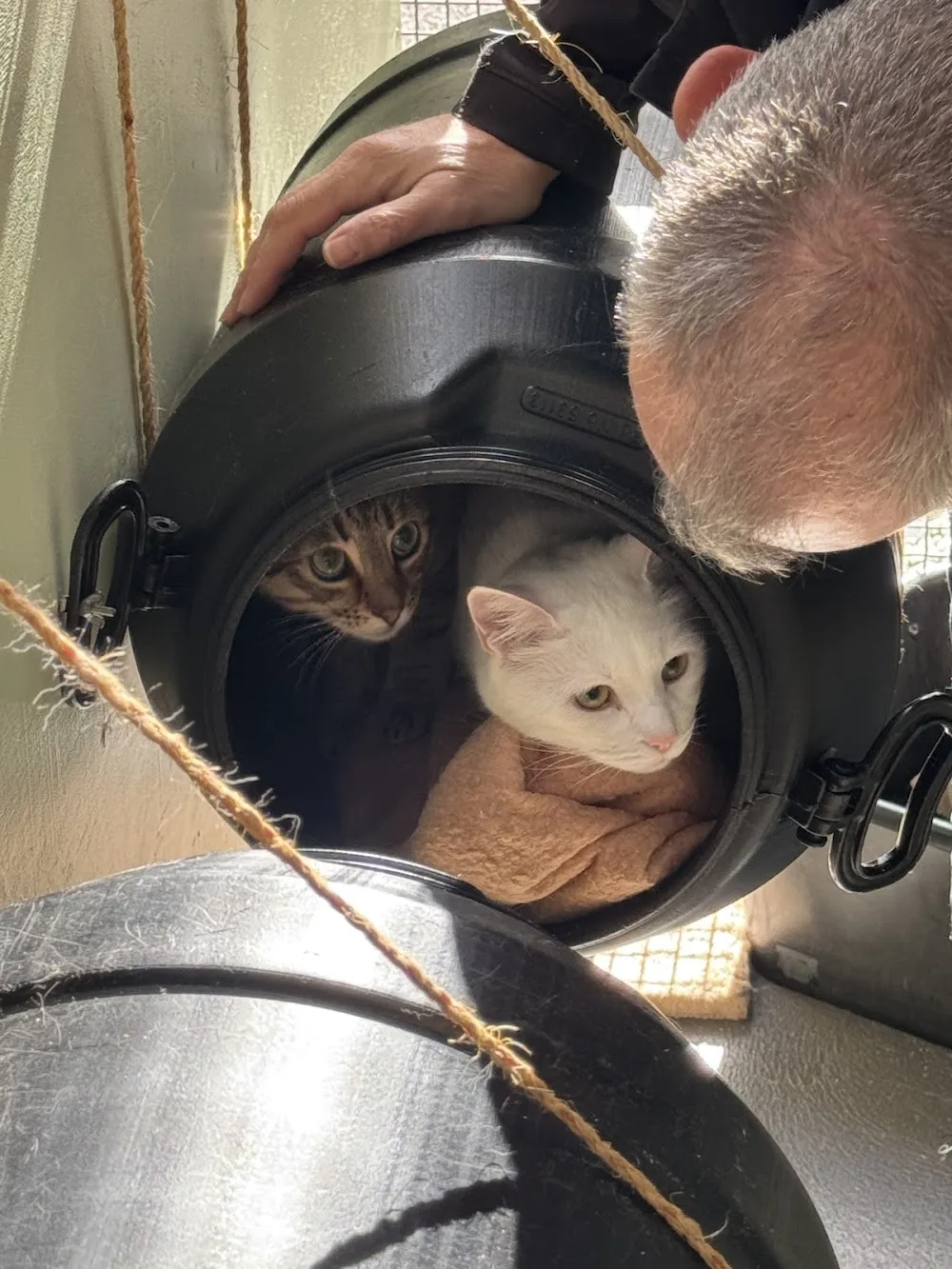 Pangarinda Cat Boarding - Kingston pet otel görseli 4