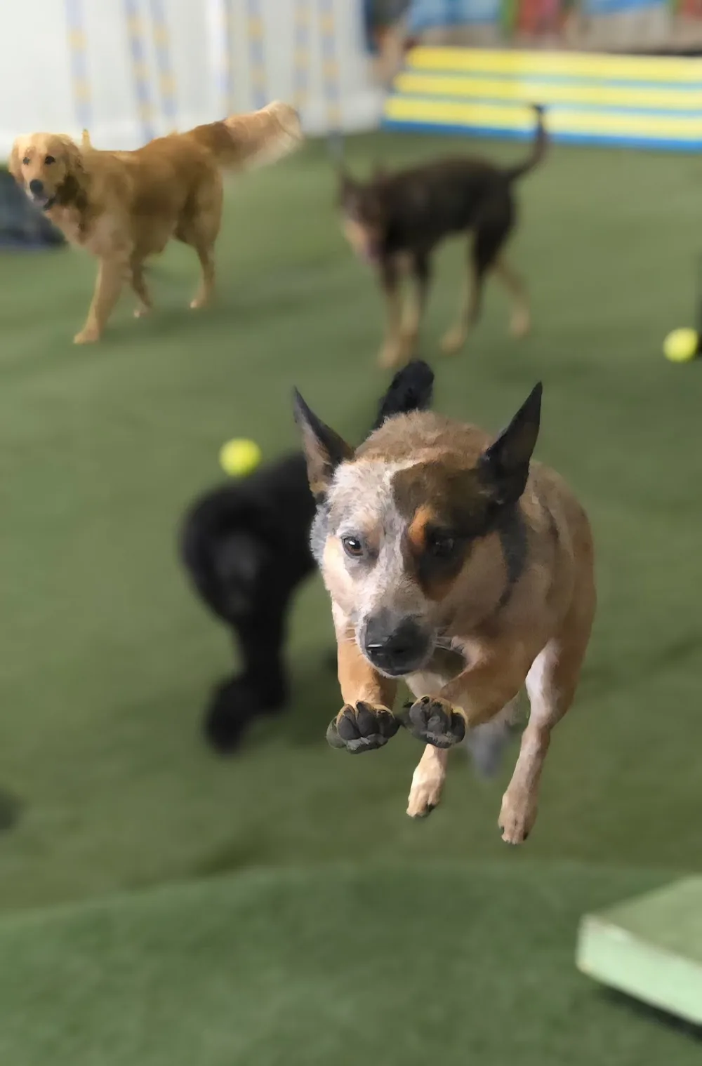 Paw X Paw Doggy Daycare and Training - Kingston pet otel görseli 2