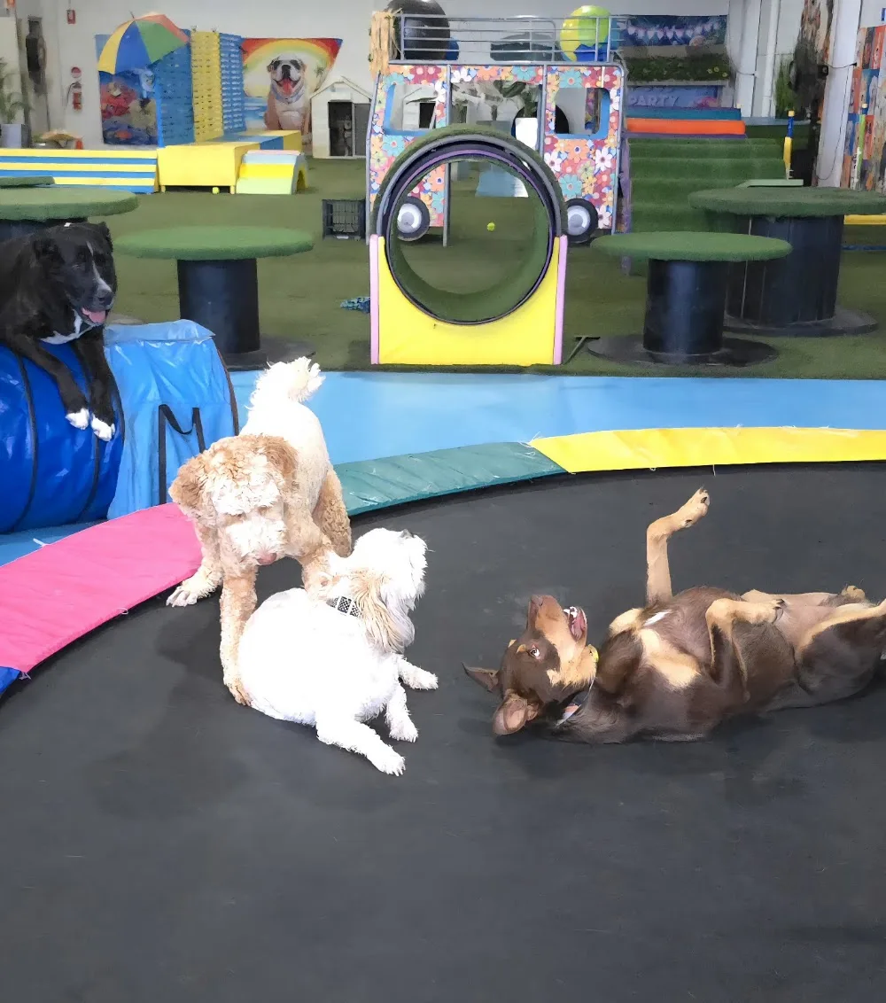 Paw X Paw Doggy Daycare and Training - Kingston pet otel görseli 3