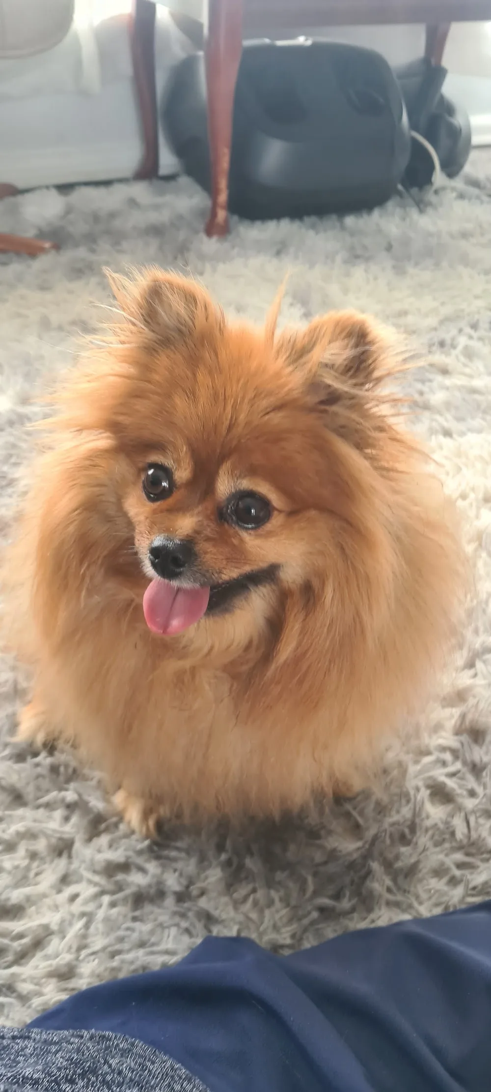 Uncle Drew's Boutique Boarding. Kennels and Cattery - Kingston pet otel görseli 2