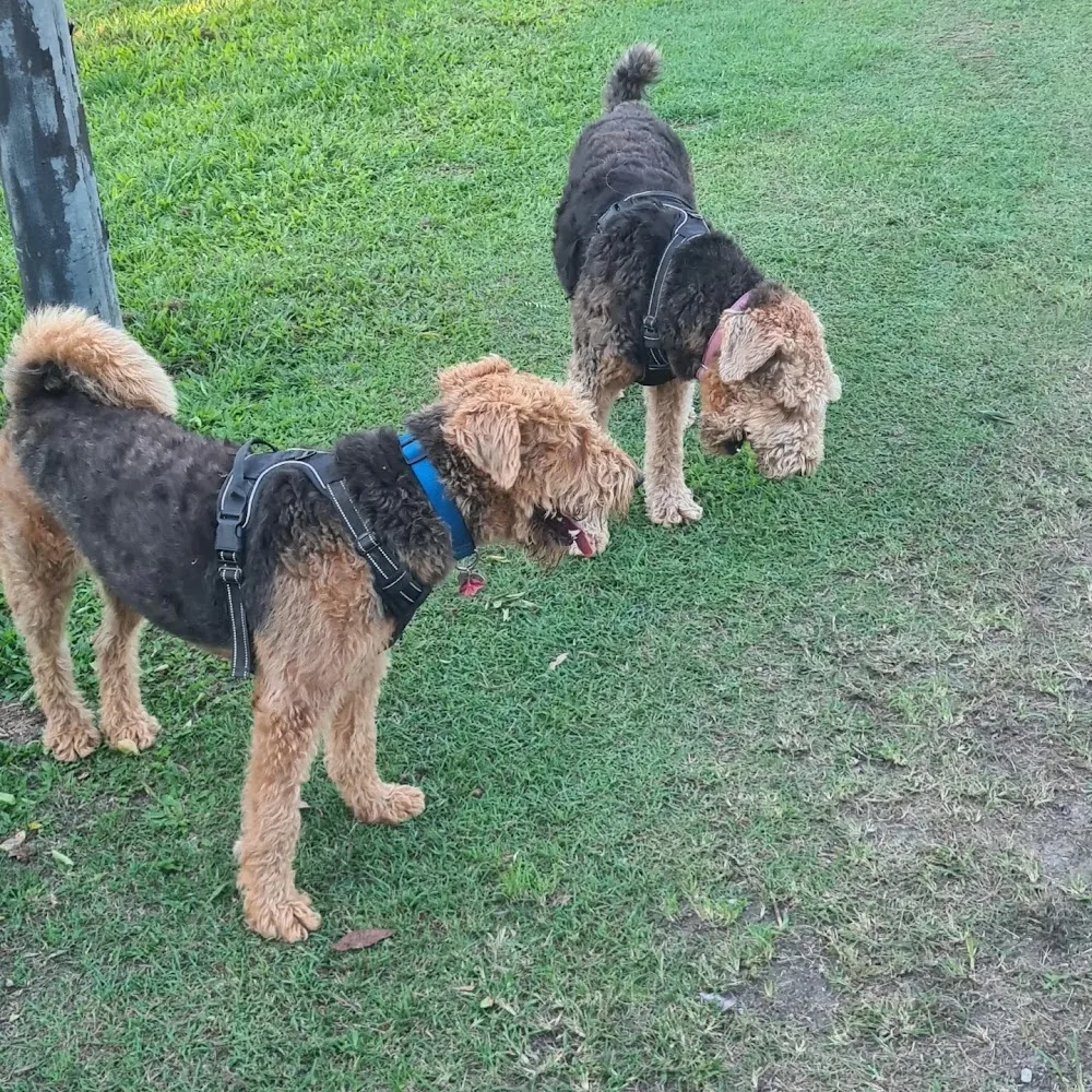 Uncle Drew's Boutique Boarding. Kennels and Cattery - Kingston pet otel görseli 3