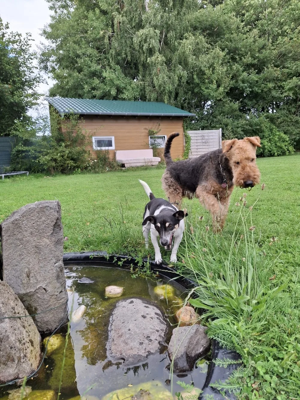 Casa-Hunde - Kirchwald pet otel görseli 3