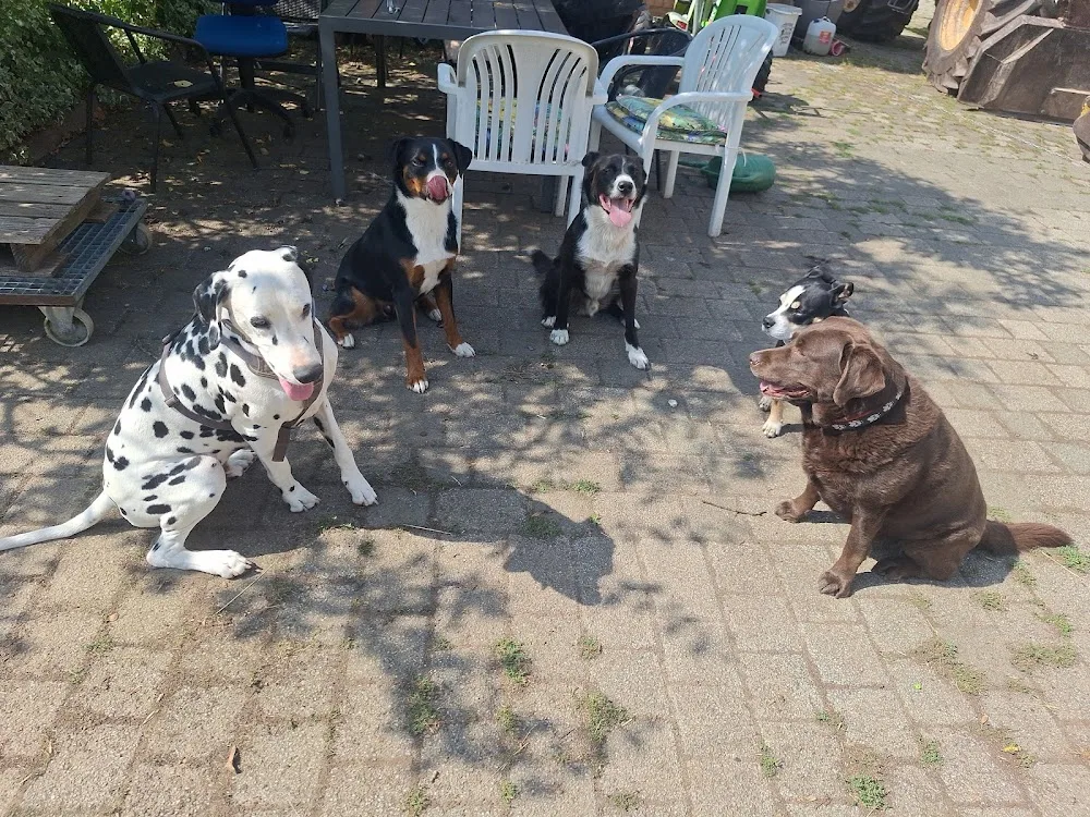 Einfach Hundebetreuung Isa Ternes - Kirchwald pet otel