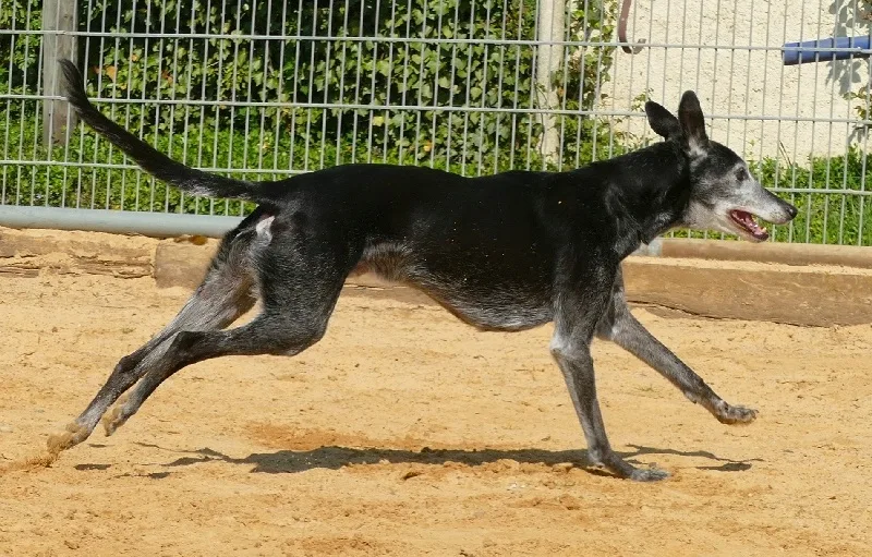 Engel Walter Hundepension & Hundeschule - Kirchwald pet otel görseli 3