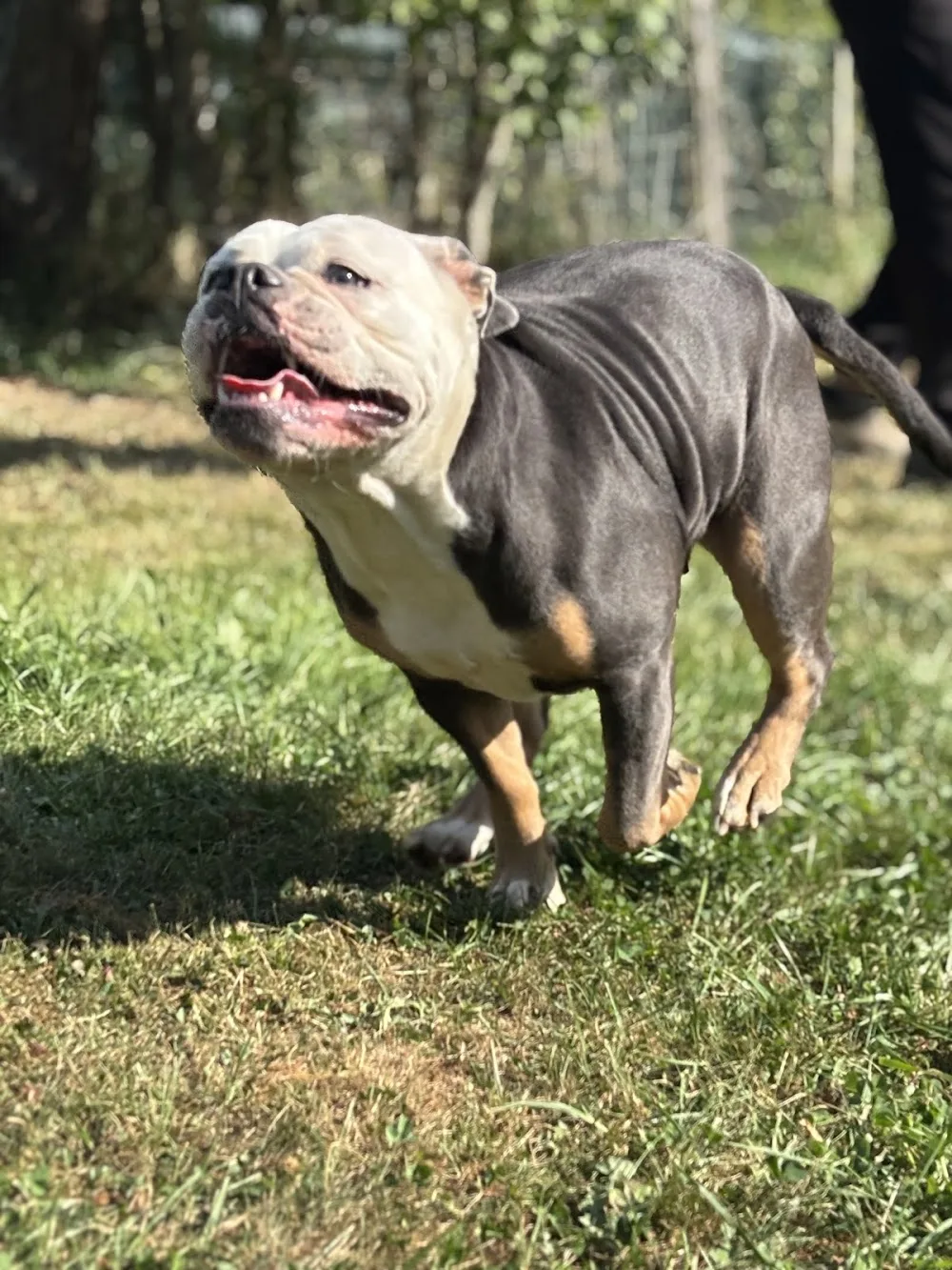Hundepension Kennel of Devil Bulls - Kirchwald pet otel