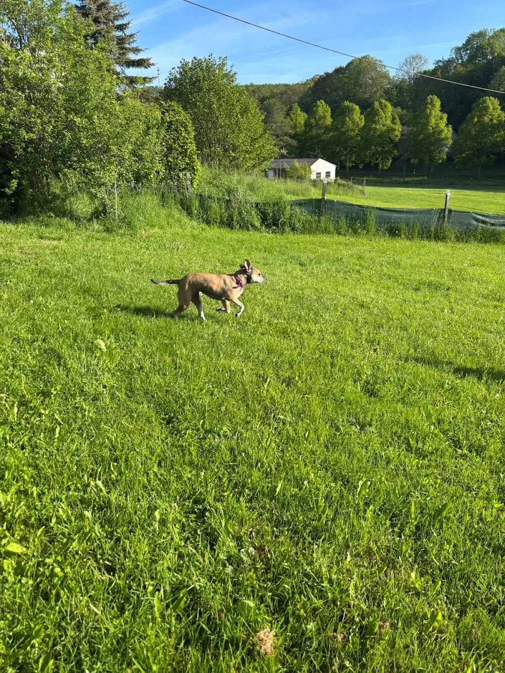 Hundepension Kennel of Devil Bulls - Kirchwald pet otel görseli 3