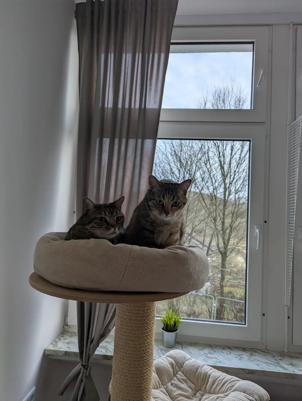Katzen-Kompetenz- Zentrum und Katzen-Hotel Annett Selbach-Sorkale - Kirchwald pet otel görseli 3