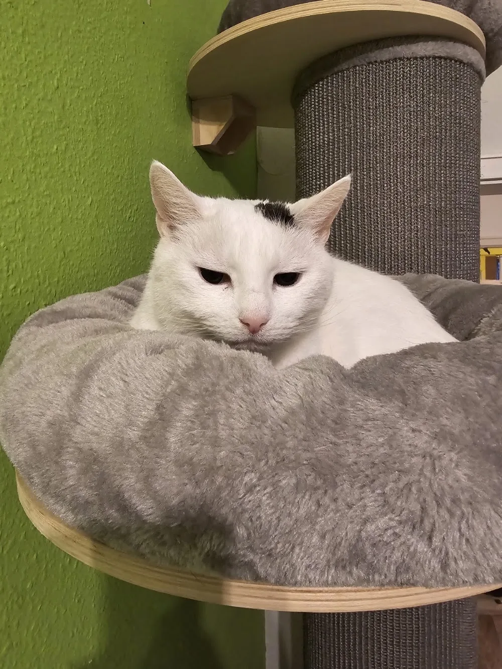 Katzenhotel & Katzenbetreuung Bonn - Kirchwald pet otel görseli 7