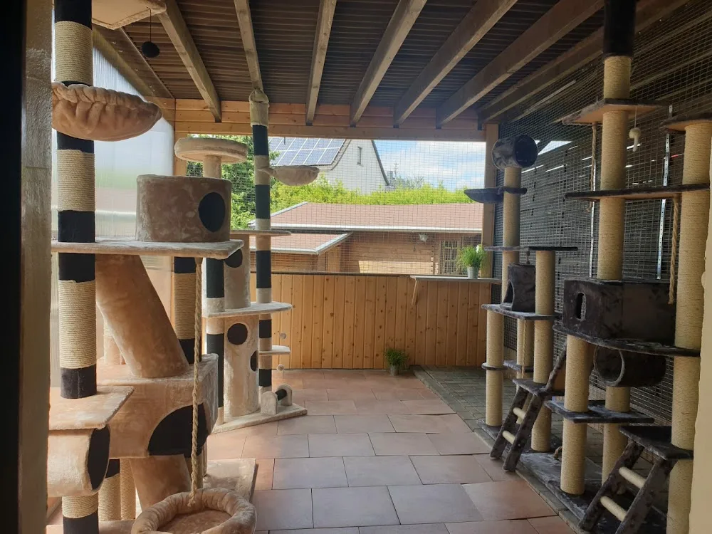 Michi's Samtpfoten - Katzenpension Brüning - Kirchwald pet otel görseli 3