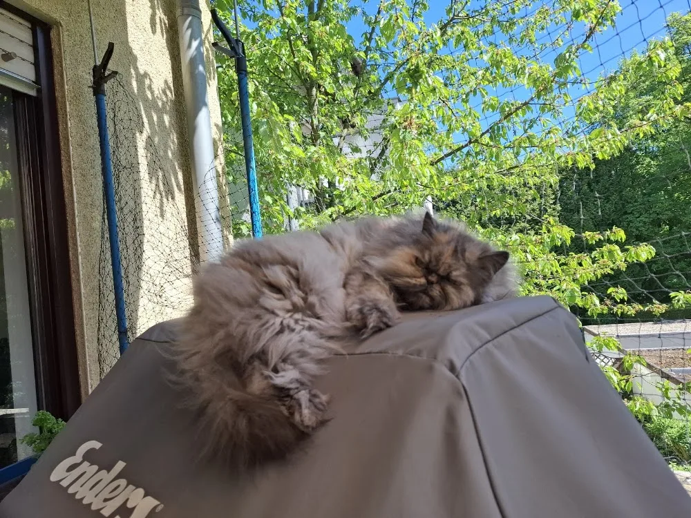 Petra's Katzenparadies - Kirchwald pet otel görseli 7