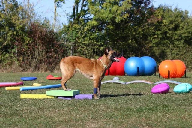 Rolly’s Hundepension by Lucky Dogs / Hundezentrum Lucky Dogs - Kirchwald pet otel görseli 2
