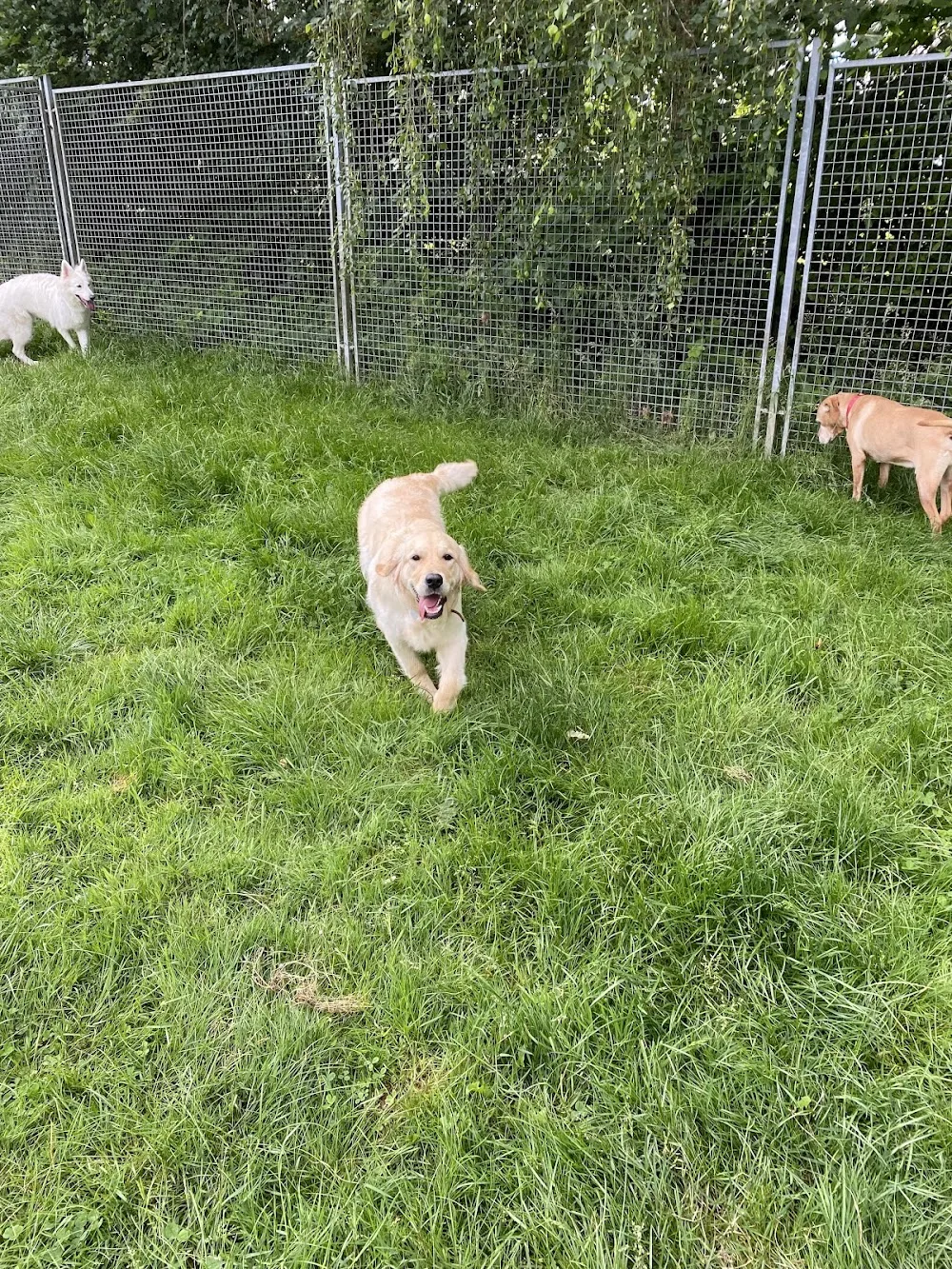 Rolly’s Hundepension by Lucky Dogs / Hundezentrum Lucky Dogs - Kirchwald pet otel görseli 3