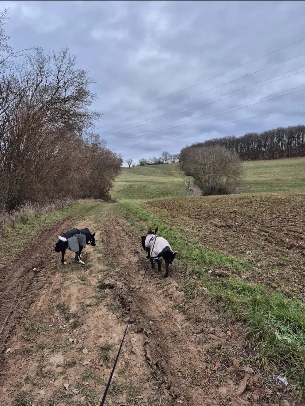 Tierpension und Mobile Tierbetreuung Kim Wolf - Kirchwald pet otel görseli 7