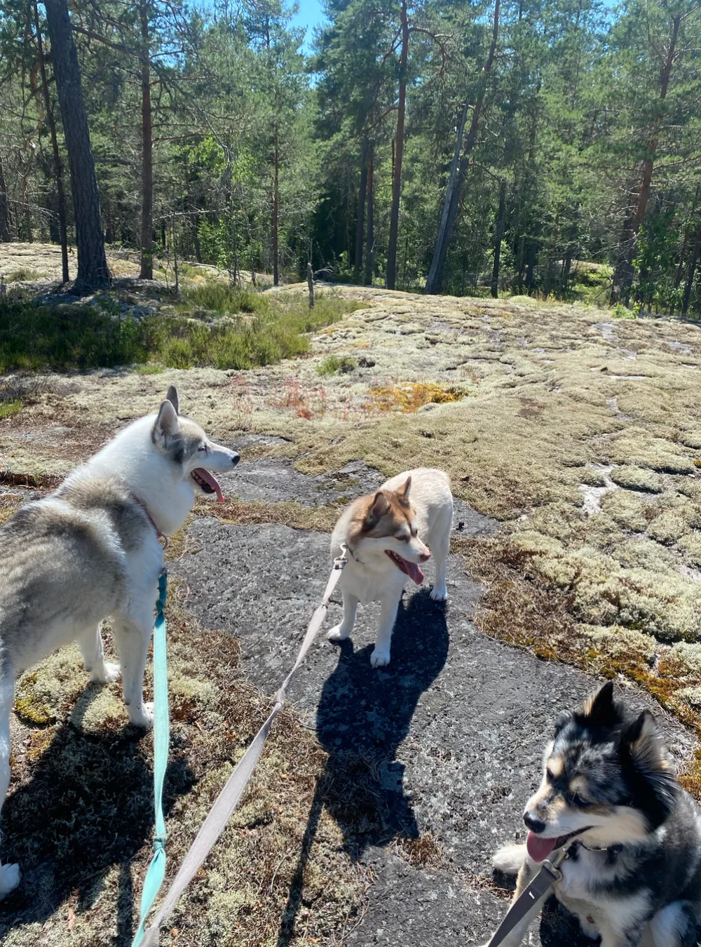 Koirahotelli Mökkilä - Kirkkonummi pet otel görseli 3